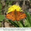 argynnis niobe tleyserukh male 1